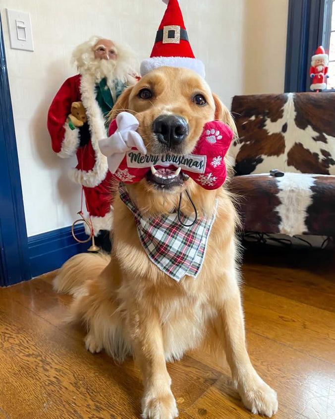 A golden retriever dog wearing a Santa hat and a plaid bandana around its neck is sitting on a wooden floor. The dog is holding a red, bone plush with the text “Merry Christmas” in its mouth. In the background, there is a life-sized Santa Claus figure and decorations that include another Santa figure and items with cowhide patterns.