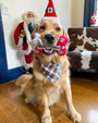 A golden retriever dog wearing a Santa hat and a plaid bandana around its neck is sitting on a wooden floor. The dog is holding a red, bone plush with the text “Merry Christmas” in its mouth. In the background, there is a life-sized Santa Claus figure and decorations that include another Santa figure and items with cowhide patterns.